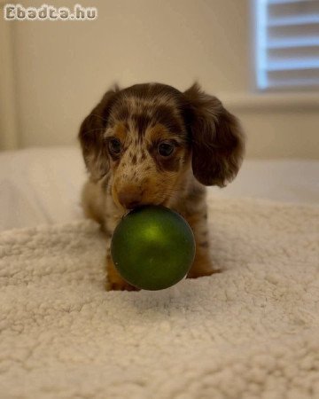 Dachshunds For Sale Or Adoption