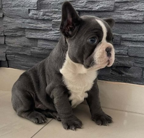 Francia bulldog