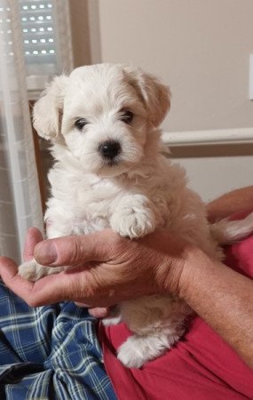 Bischon Havanese