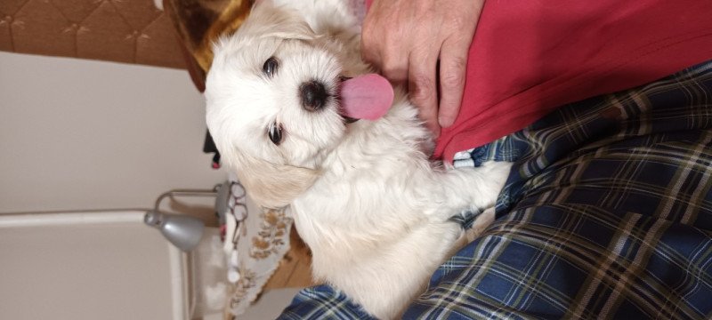 Bischon Havanese