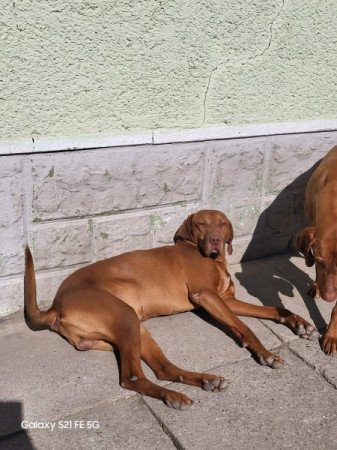 Magyar Vizsla