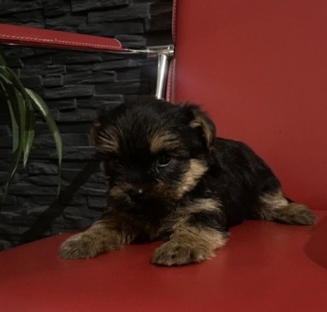 Yorki