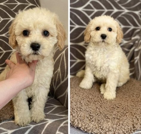 Maltipoo