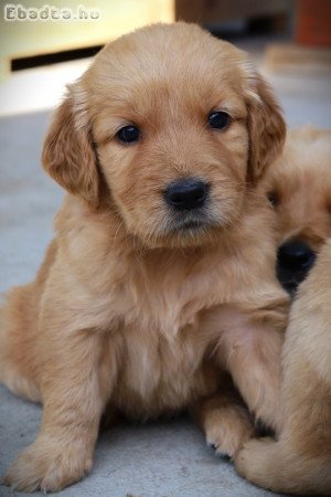 Arany színű golden retriever