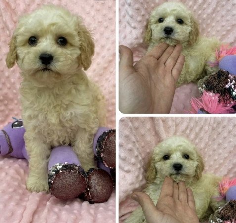 Maltipoo