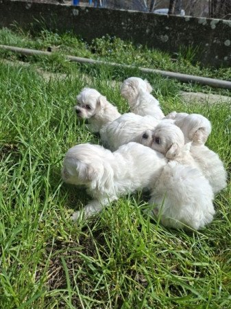 Bichon Havanese