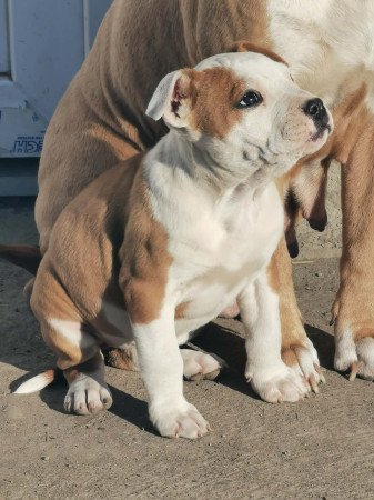 Staffordshire terrier