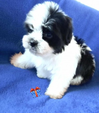 Bichon havanese