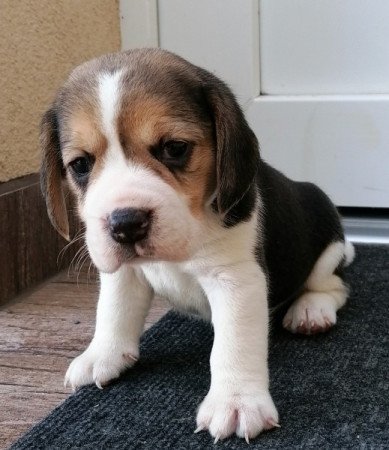 Beagle