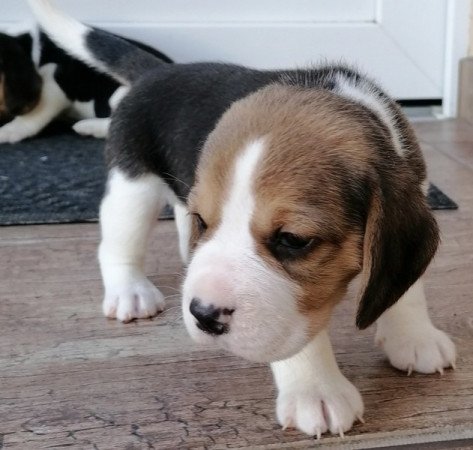 Beagle