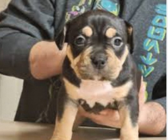 Staffordshire terrier