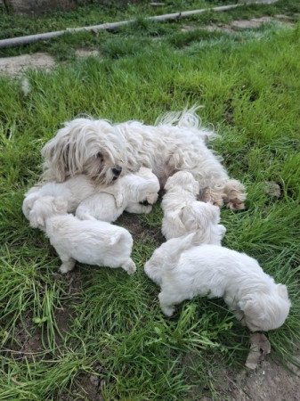 Bichon Havanese
