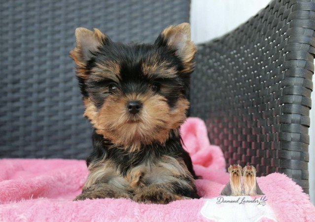 Yorkshire terrier