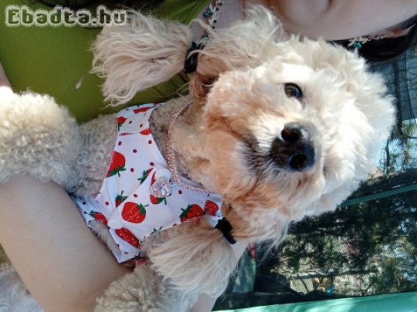 Törpe uszkár szuka