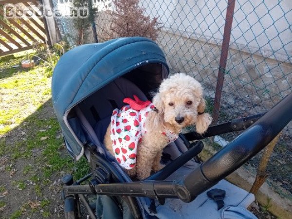 Törpe uszkár szuka