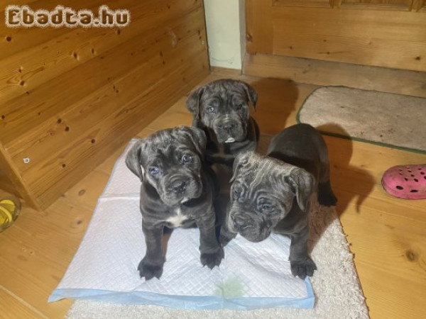 Fajta jellegű Cane Corso babák