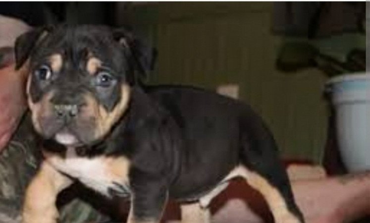 Staffordshire terrier