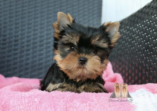 Yorkshire terrier
