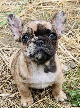 Eladó Francia bulldog kiskutyák