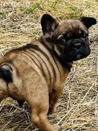 Eladó Francia bulldog kiskutyák