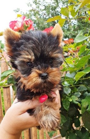 yorkshire terrier