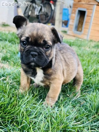 Eladó Francia bulldog kiskutyák