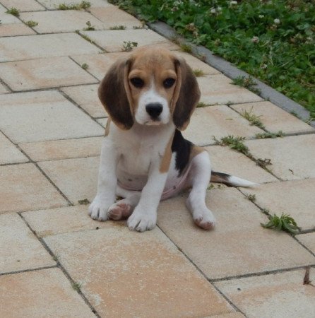 Beagle