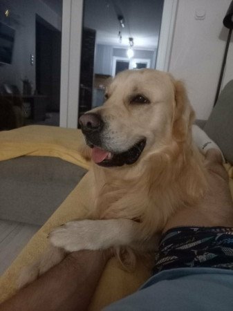 Golden retriever