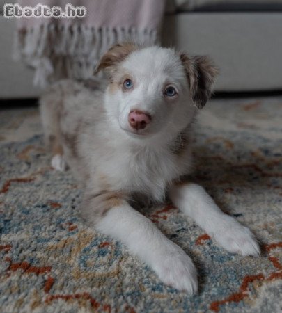 Mini aussie kan kutyus-merle