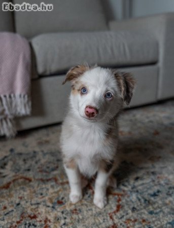 Mini aussie kan kutyus-merle