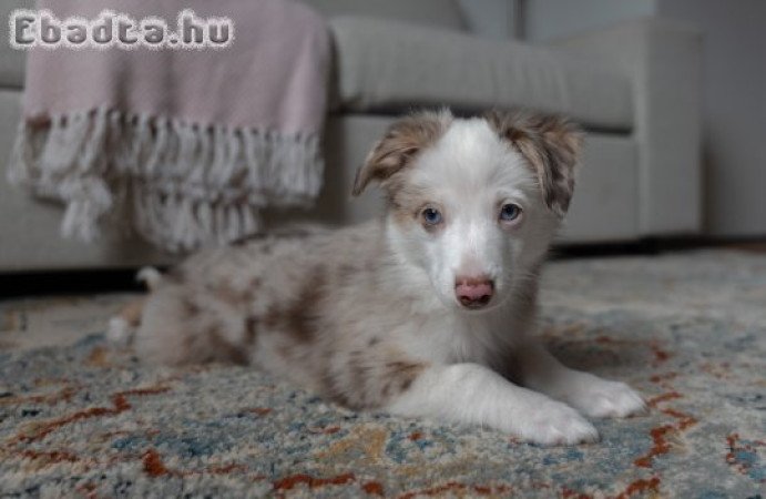 Mini aussie kan kutyus-merle