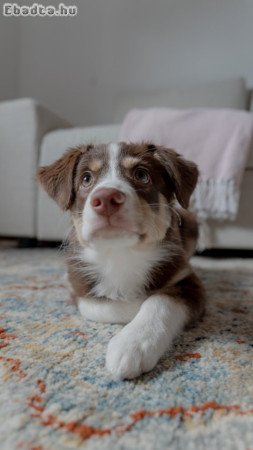 Mini aussie szuka kölyök