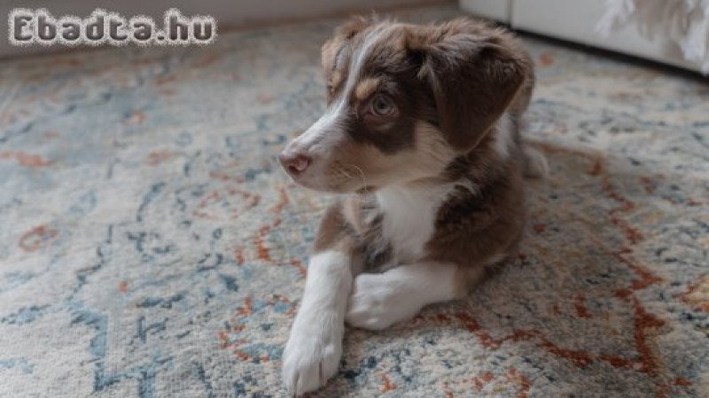 Mini aussie szuka kölyök