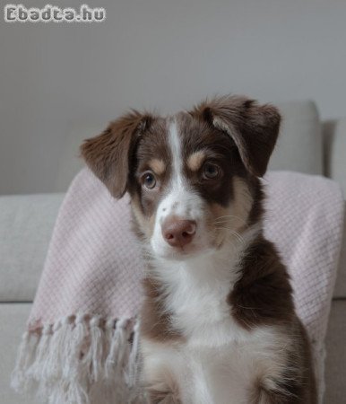 Mini aussie szuka kölyök