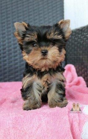 Yorkshire terrier