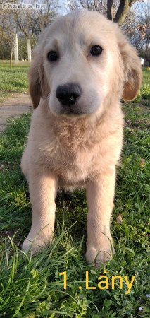 Golden retriever kölykök