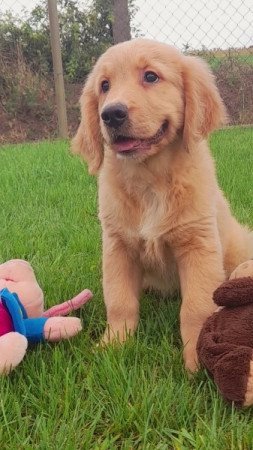 Golden retriever