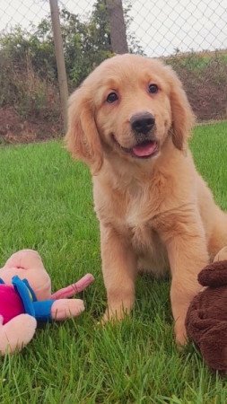 Golden retriever