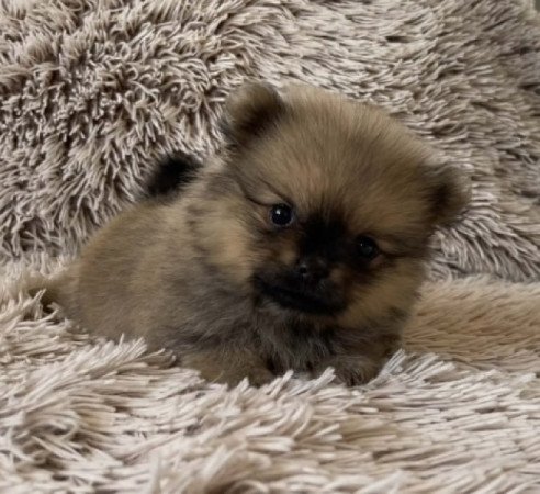 Pomerániai Törpe Spitz