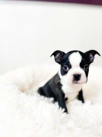 Boston Terrier