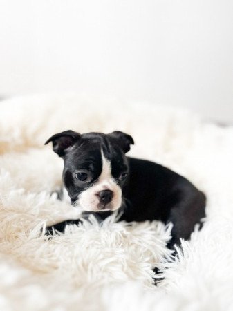 Boston Terrier