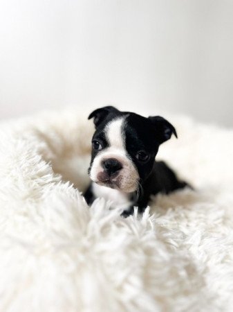 Boston Terrier