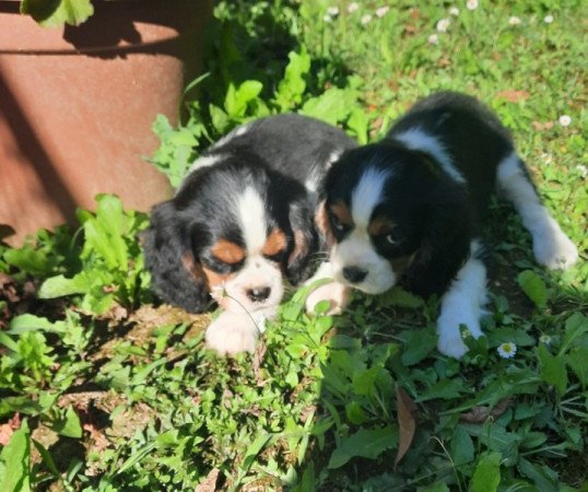 Cavalier King Charles Spániel