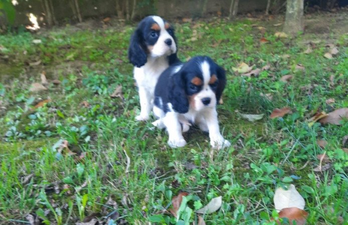 Cavalier King Charles Spániel