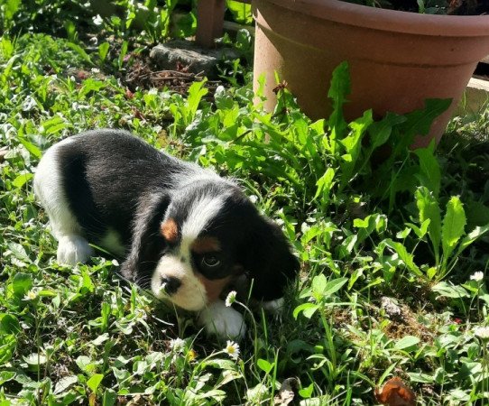 Cavalier King Charles Spániel