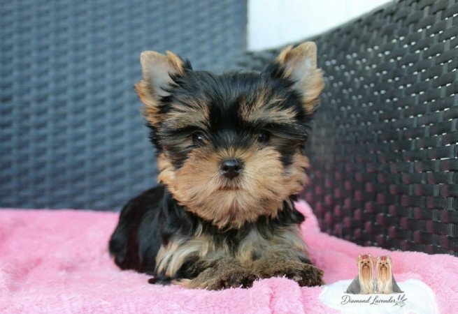 Yorkshire terrier