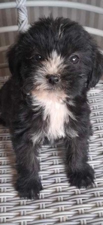 Yorki havanese