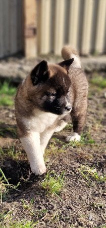 Amerikai Akita