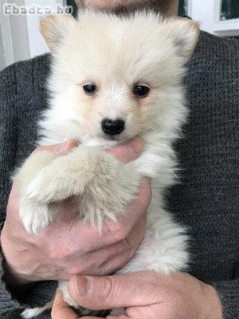 Azonnal elvihető tündéri Spicc, Spitz kutyusok !