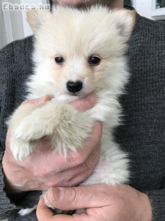 Azonnal elvihető tündéri Spicc, Spitz kutyusok !